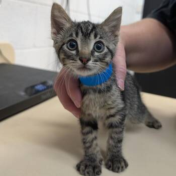 Einstein -  Domestic Short Hair Cat for Adoption in Ardmore, Oklahoma - Einstein | PetCurious