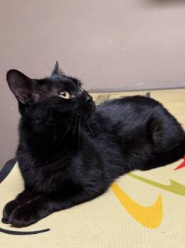 Domestic Short Hair Cats Available for Adoption in Valley Center, Kansas - Raven | PetCurious