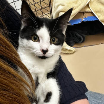 Rescue Domestic Short Hair Cats for Adoption in Mebane, North Carolina - Yoda | PetCurious