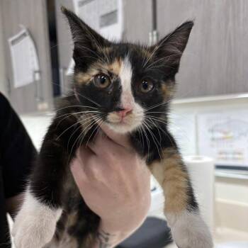 Rarity -  Domestic Short Hair Cat for Adoption in Beaumont, Texas - Rarity | PetCurious