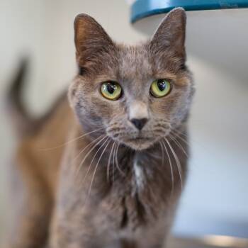 Rescue Domestic Short Hair Cats for Adoption in Dover, New Hampshire - Stormy | PetCurious