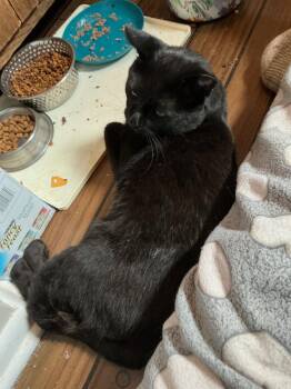 Wally -  Domestic Short Hair Cat for Adoption in Wheaton, Illinois - Wally | PetCurious