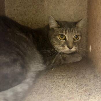 Little Grey -  Domestic Short Hair Cat for Adoption in Cheyenne, Wyoming - Little Grey | PetCurious