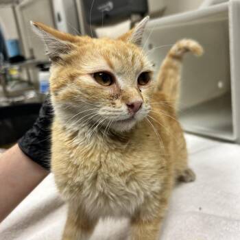 Domestic Short Hair Cats Available for Adoption in Reno, Nevada - Azula | PetCurious