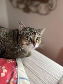 Domestic Short Hair Cats Available for Adoption in New York, New York - Darla | PetCurious