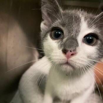Kobocha -  Domestic Short Hair Cat for Adoption in Dayton, Ohio - Kobocha | PetCurious