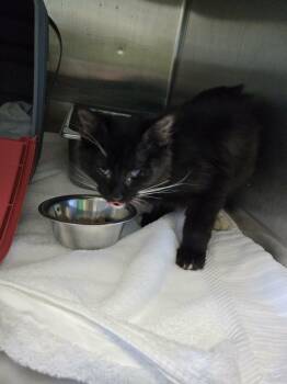 Coal - At shelter -  Domestic Short Hair Cat for Adoption in Rustburg, Virginia - Coal - At Shelter | PetCurious
