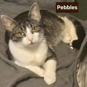 Pebbles -  Domestic Short Hair Cat for Adoption in Bentonville, Arkansas - Pebbles | PetCurious