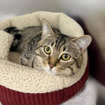 Domestic Short Hair Cats Available for Adoption in State College, Pennsylvania - Toady | PetCurious
