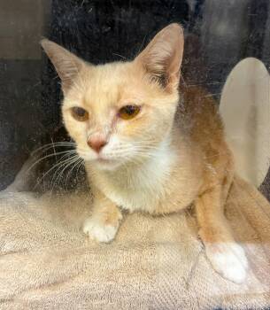 Bug -  Domestic Short Hair Cat for Adoption in Nashville, Tennessee - Bug | PetCurious