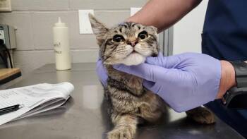 EARL TEA -  Domestic Short Hair Cat for Adoption in Aurora, Illinois - EARL TEA | PetCurious