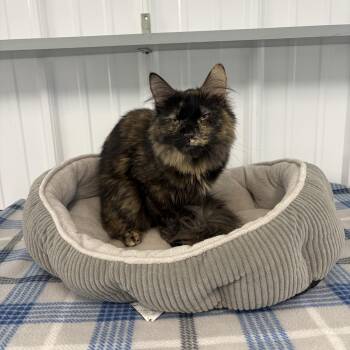 Turtle -  Domestic Long Hair Cat for Adoption in Big Rapids, Michigan - Turtle | PetCurious