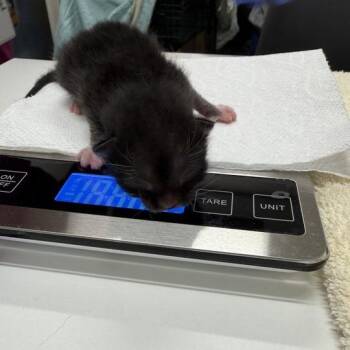 Lupin -  Domestic Short Hair Cat for Adoption in Chattanooga, Tennessee - Lupin | PetCurious