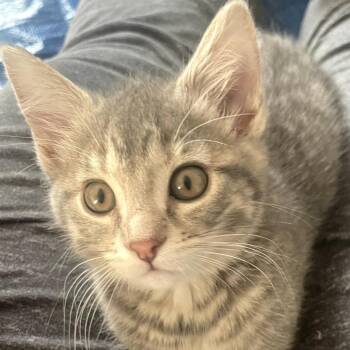 Rocket -  Domestic Short Hair Cat for Adoption in Carmel, Indiana - Rocket | PetCurious