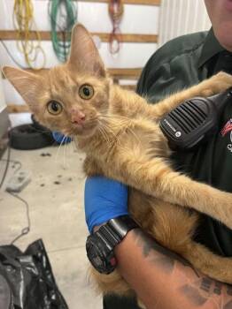 Moo-Moo -  Domestic Short Hair Cat for Adoption in Beatrice, Nebraska - Moo-Moo | PetCurious