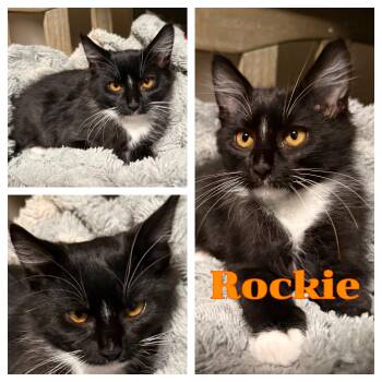 Rockie -  Domestic Long Hair Cat for Adoption in Hollister, California - Rockie | PetCurious