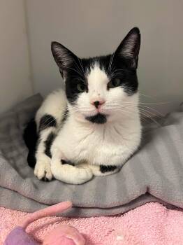 Quincy -  Domestic Short Hair Cat for Adoption in Delson, Quebec - Quincy | PetCurious