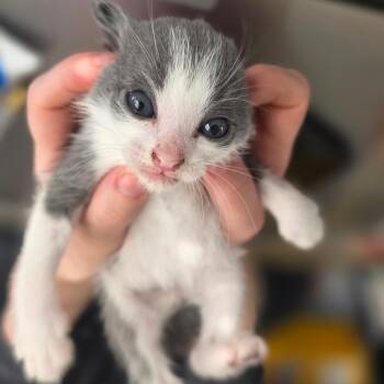 Domestic Short Hair Cats Available for Adoption in Chapel Hill, North Carolina - Luke | PetCurious
