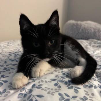 Fergus -  Domestic Short Hair Cat for Adoption in Green Bay, Wisconsin - Fergus | PetCurious