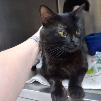 Domestic Medium Hair Cats Available for Adoption - Flynn | PetCurious