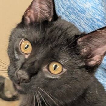 Elroy -  Domestic Short Hair Cat for Adoption in Colorado Springs, Colorado - Elroy | PetCurious