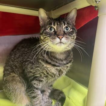 Frankie -  Domestic Short Hair Cat for Adoption in Fort Wayne, Indiana - Frankie | PetCurious