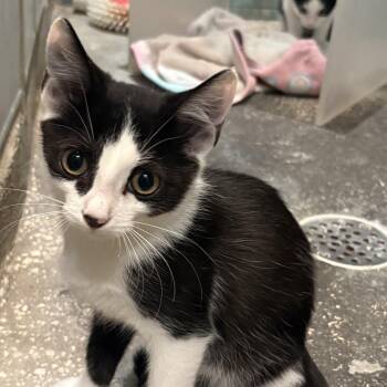 Dorian -  Domestic Short Hair Cat for Adoption in Treasure Island, Florida - Dorian | PetCurious