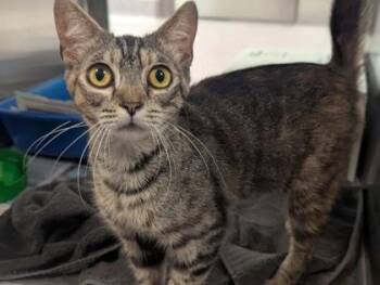 Squirtly -  Domestic Short Hair Cat for Adoption in West Chester, Pennsylvania - Squirtly | PetCurious