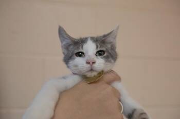 Domestic Short Hair and Tabby Cats Available for Adoption in Mountain Home, Arkansas - Bopeep | PetCurious