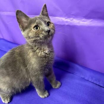 Mouse -  Domestic Short Hair Cat Available for Adoption in North Myrtle Beach, South Carolina - Mouse | PetCurious