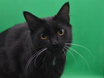Domestic Medium Hair Cats Available for Adoption in Portland, Oregon - Momma | PetCurious