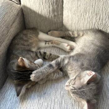 Freddy -  Domestic Short Hair Cat for Adoption in Costa Mesa, California - Freddy | PetCurious