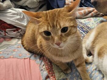 Rescue Domestic Short Hair Cats for Adoption in Blaine, Minnesota - Ash | PetCurious