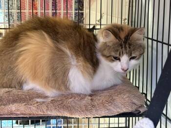 Rescue Domestic Long Hair Cats for Adoption in Hamburg, New York - Sufi | PetCurious