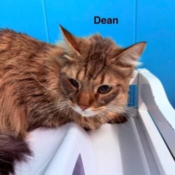 Domestic Long Hair Cats Available for Adoption - Dean | PetCurious