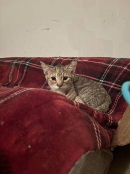 Domestic Short Hair Cats Available for Adoption - Hermione | PetCurious