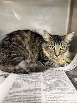 Domestic Medium Hair Cats Available for Adoption in Hopkinsville, Kentucky - Pipsqueak | PetCurious