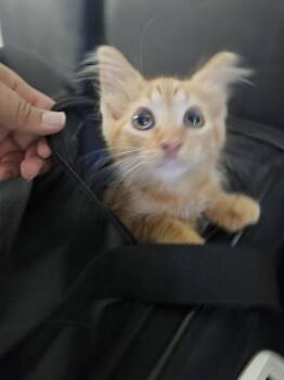 Maxton -  Domestic Medium Hair Cat for Adoption in Mobile, Alabama - Maxton | PetCurious