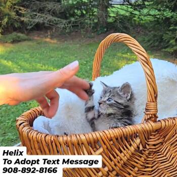 HELIX -  Domestic Short Hair Cat for Adoption in Bridgewater, New Jersey - HELIX | PetCurious