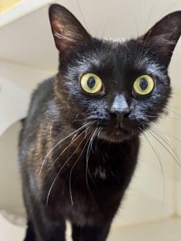 Q -  Domestic Short Hair Cat for Adoption in Hilton Head Island, South Carolina - Q | PetCurious