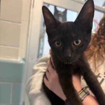 Neptune -  Domestic Short Hair Cat for Adoption in Chicago, Illinois - Neptune | PetCurious