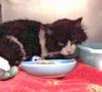 Scout -  Domestic Long Hair and Domestic Short Hair Cat for Adoption in Fishers, Indiana - Scout | PetCurious