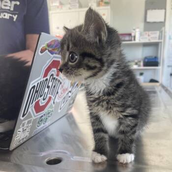 Misty -  Domestic Short Hair Cat for Adoption in Chapel Hill, North Carolina - Misty | PetCurious