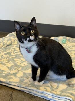 Peggy (Bonded to Pete) -  Domestic Short Hair Cat for Adoption in Portland, Oregon - Peggy (Bonded To Pete) | PetCurious