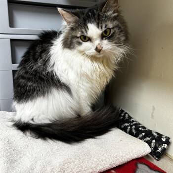 Trinity -  Domestic Medium Hair Cat for Adoption in Maple Ridge, British Columbia - Trinity | PetCurious