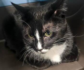 Garfield -  Domestic Short Hair Cat for Adoption in Kansas City, Missouri - Garfield | PetCurious
