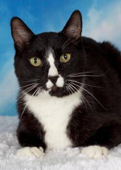 Domestic Short Hair Cats Available for Adoption in Gilbert, Arizona - Cyrano (Beau) | PetCurious