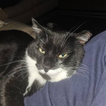 Stache -  Domestic Short Hair Cat for Adoption in White Marsh, Maryland - Stache | PetCurious