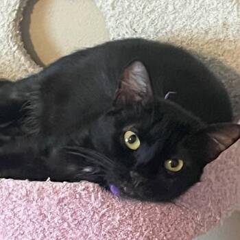 Godiva Chocolate Fluff -  Domestic Medium Hair Cat for Adoption in Friendswood, Texas - Godiva Chocolate Fluff | PetCurious