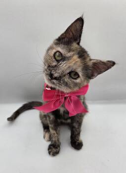 Pearl -  Domestic Short Hair and Tortoiseshell Cat for Adoption in Magnolia Springs, Alabama - Pearl | PetCurious